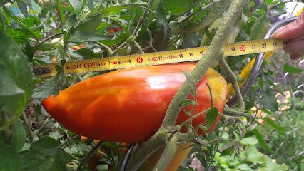 Vital-Phone, Atelier de Réparation de Téléphone à Saint-Dizier